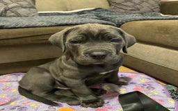Cane Corso dogs for sale: Blue Cane corso - Image 8