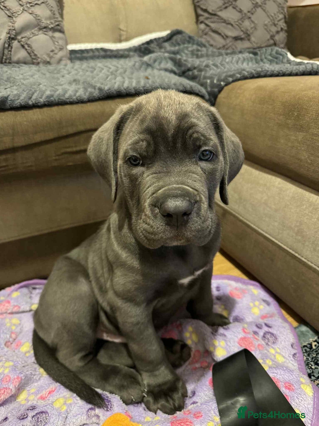Cane Corso dogs for sale: Blue Cane corso - Image 8