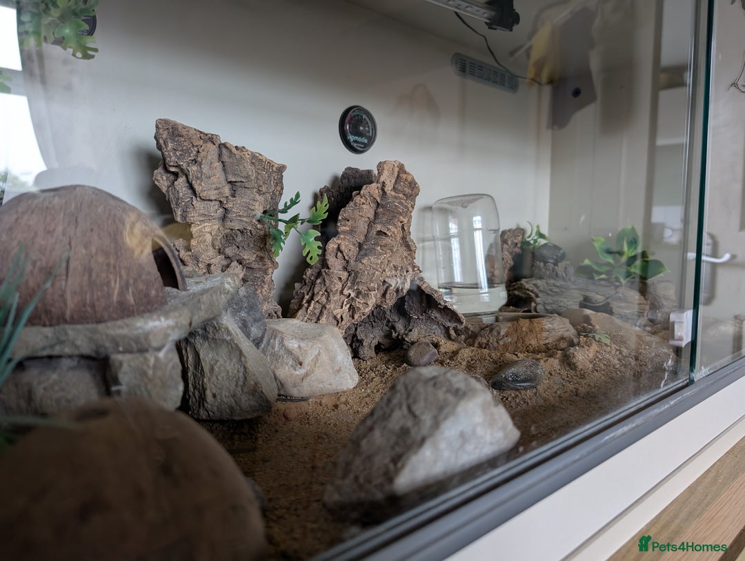 Leopard Gecko reptiles for sale: Leopard gecko female (6 years old) and set up  - Image 6