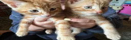 Mixed Breed cats for sale: Beautiful Family-Raised Kittens in Oswestry - Advert 6