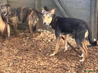 Mixed Breed dogs Oscar / Leamington Spa Warwickshire in Leamington Spa - Advert 4