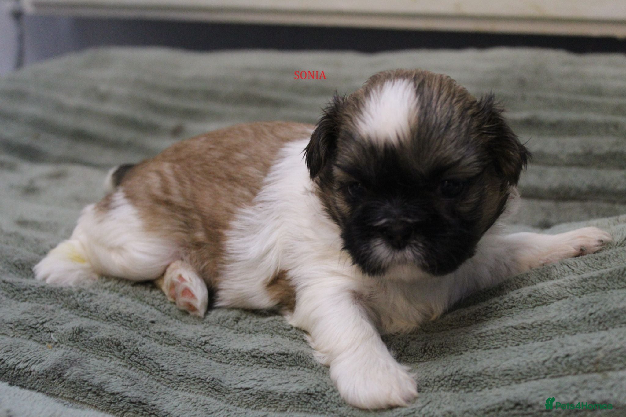 Shih Tzu dogs LOVELY SHIH TZU PUPPIES STANDARD KC REG PEDIGREE  - Advert 1
