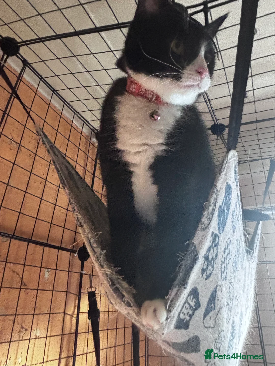 British Shorthair cats for sale: Rehoming my 1 year old cat Jessie  - Advert 4