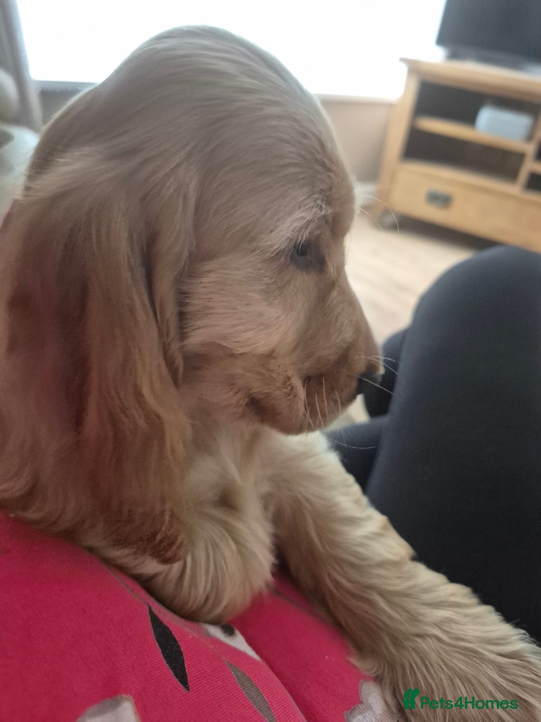 Cocker Spaniel dogs for sale: Kc Golden Show Cocker puppy girl/Boy Health tested - Image 1
