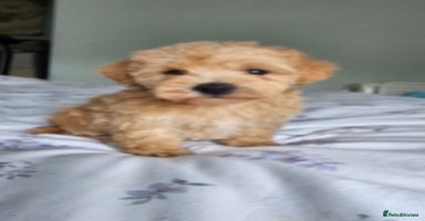 Mixed Breed dogs - Advert 1