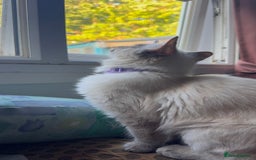 Ragdoll cats for sale: Ragdolls for sale - Image 4