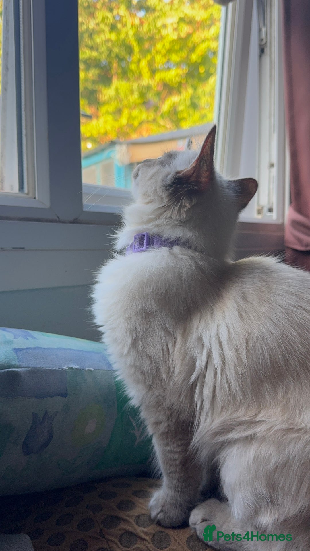 Ragdoll cats for sale: Ragdolls for sale - Image 4