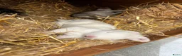 Continental Giant rabbits for sale: Continental giant rabbit Kits  - Advert 1