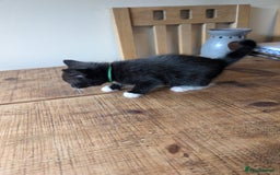 Mixed Breed cats for sale: 7 kittens ready for their forever home - Image 8
