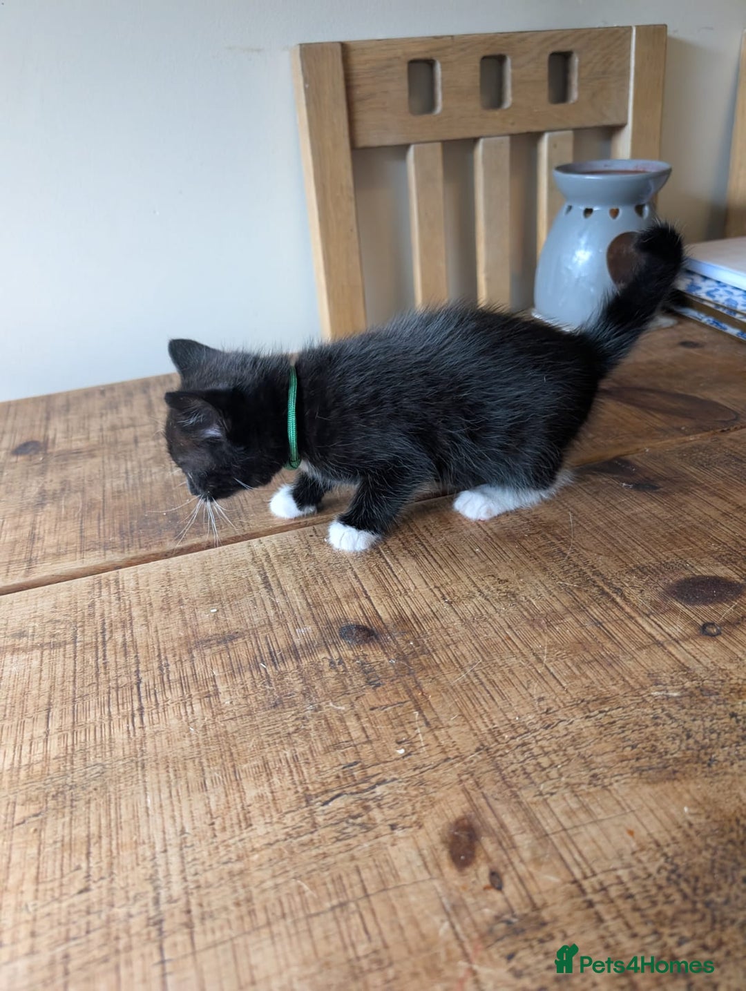 Mixed Breed cats for sale: 7 kittens ready for their forever home - Image 8