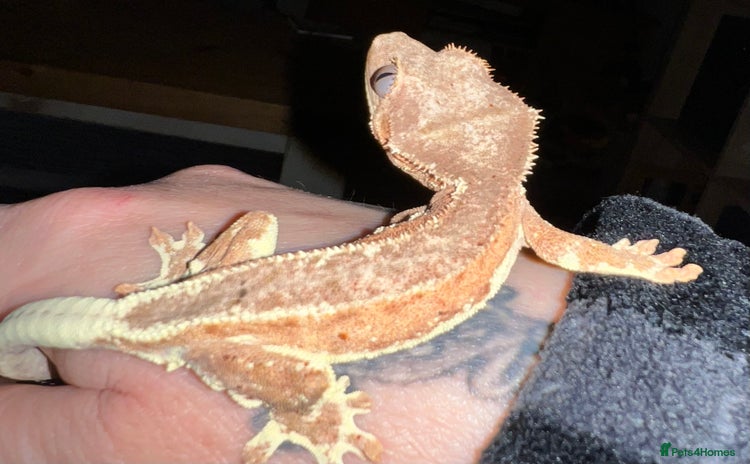 Gecko reptiles - Advert 1