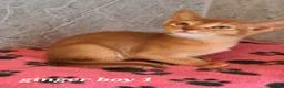 Abyssinian cats for sale: Pedigree tica reg Abyssinians - Advert 12