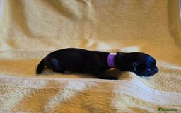 Shihpoo dogs for sale: ADORABLE F1B SHIHPOO PUPPIES! - Image 11