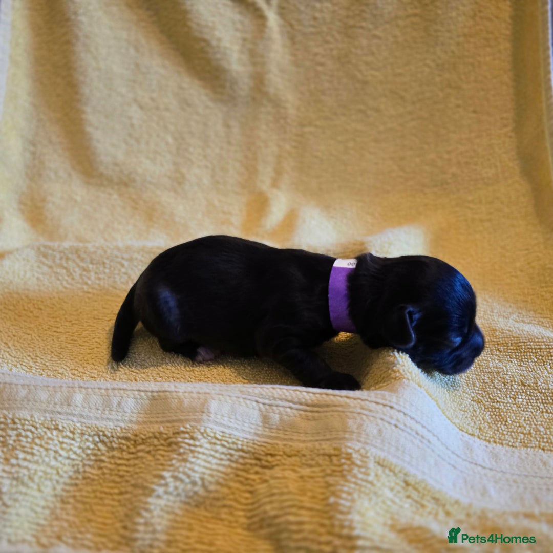 Shihpoo dogs for sale: ADORABLE F1B SHIHPOO PUPPIES! - Image 11