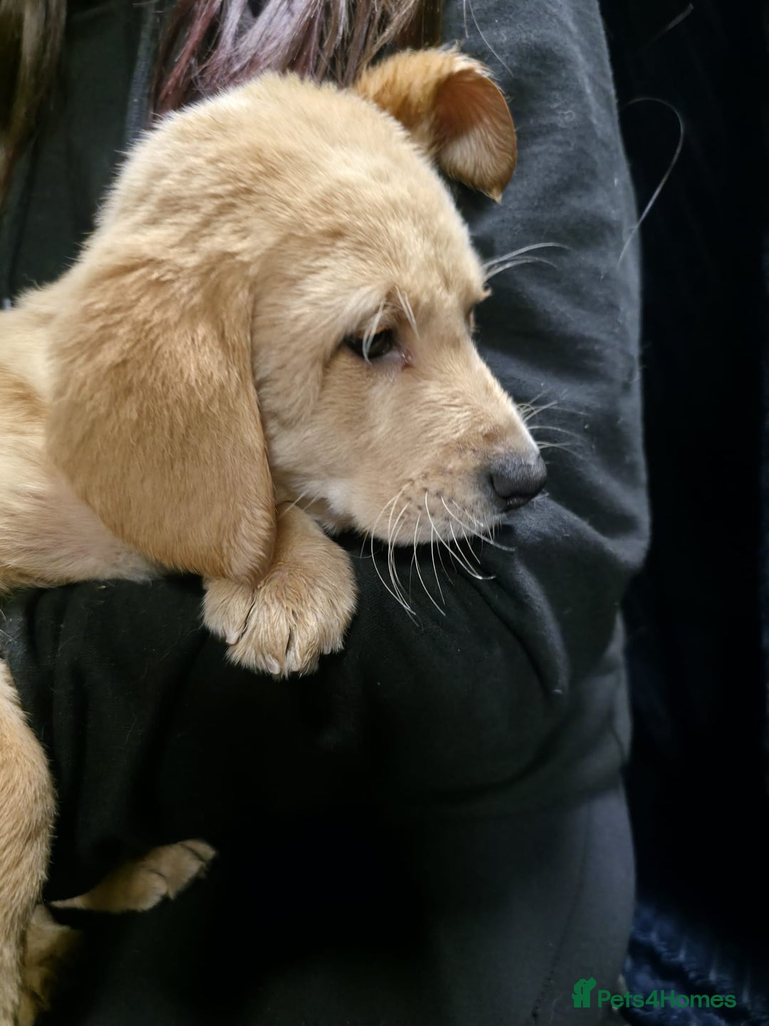 Labrador Retriever dogs for sale: Golden Labrador puppies  - Image 35