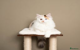 British Longhair cats for sale: 🧡🩵 Odd-eye Harlequin girl. ✈️🌎 Ready to leave. - Image 3