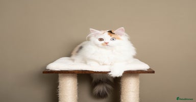 British Longhair cats - Advert 6