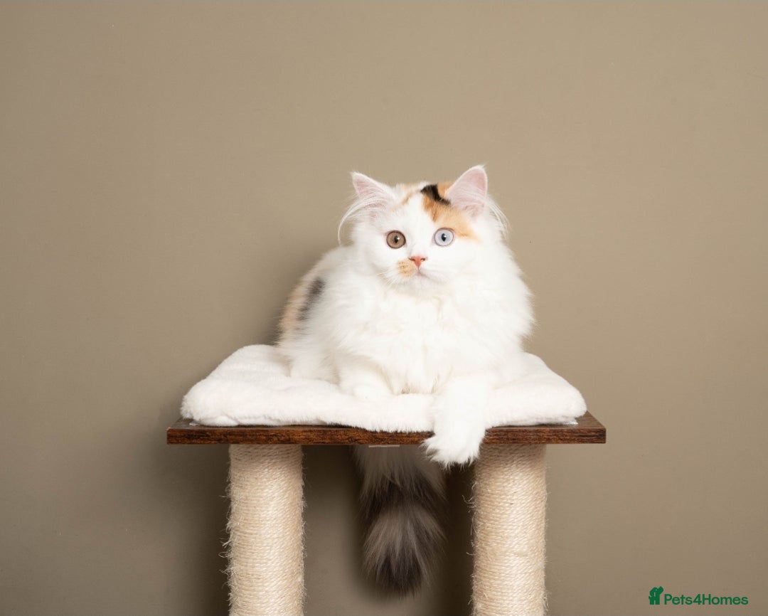 British Longhair cats for sale: 🧡🩵 Odd-eye Harlequin girl. ✈️🌎 Ready to leave. - Image 3