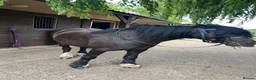 Irish Cob horses for sale: Black mare 13’2 in Downham Market - Advert 8
