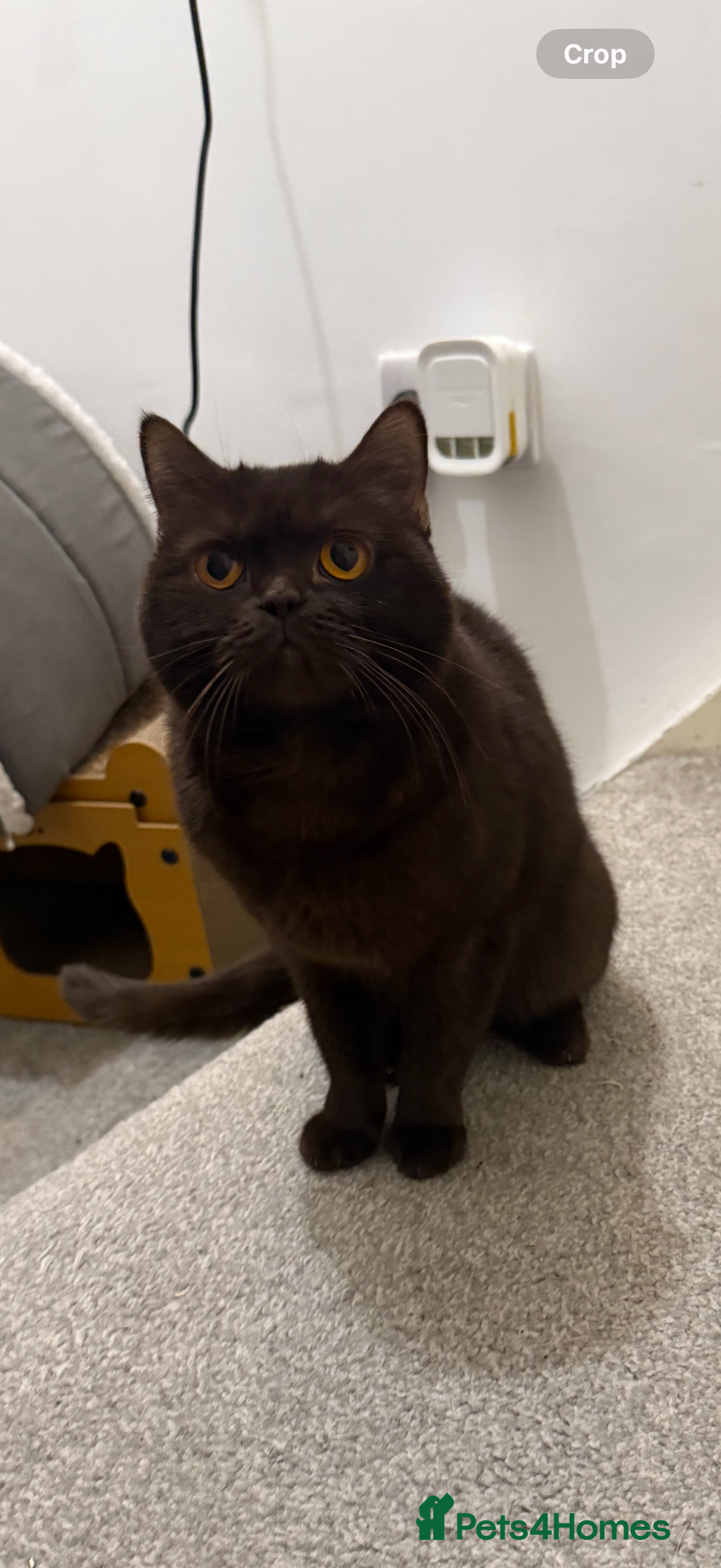 British Shorthair cats GCCF ACTIVE female BSH 3 years old  - Advert 9