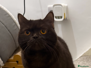 British Shorthair cats GCCF ACTIVE female BSH 3 years old - Advert 8