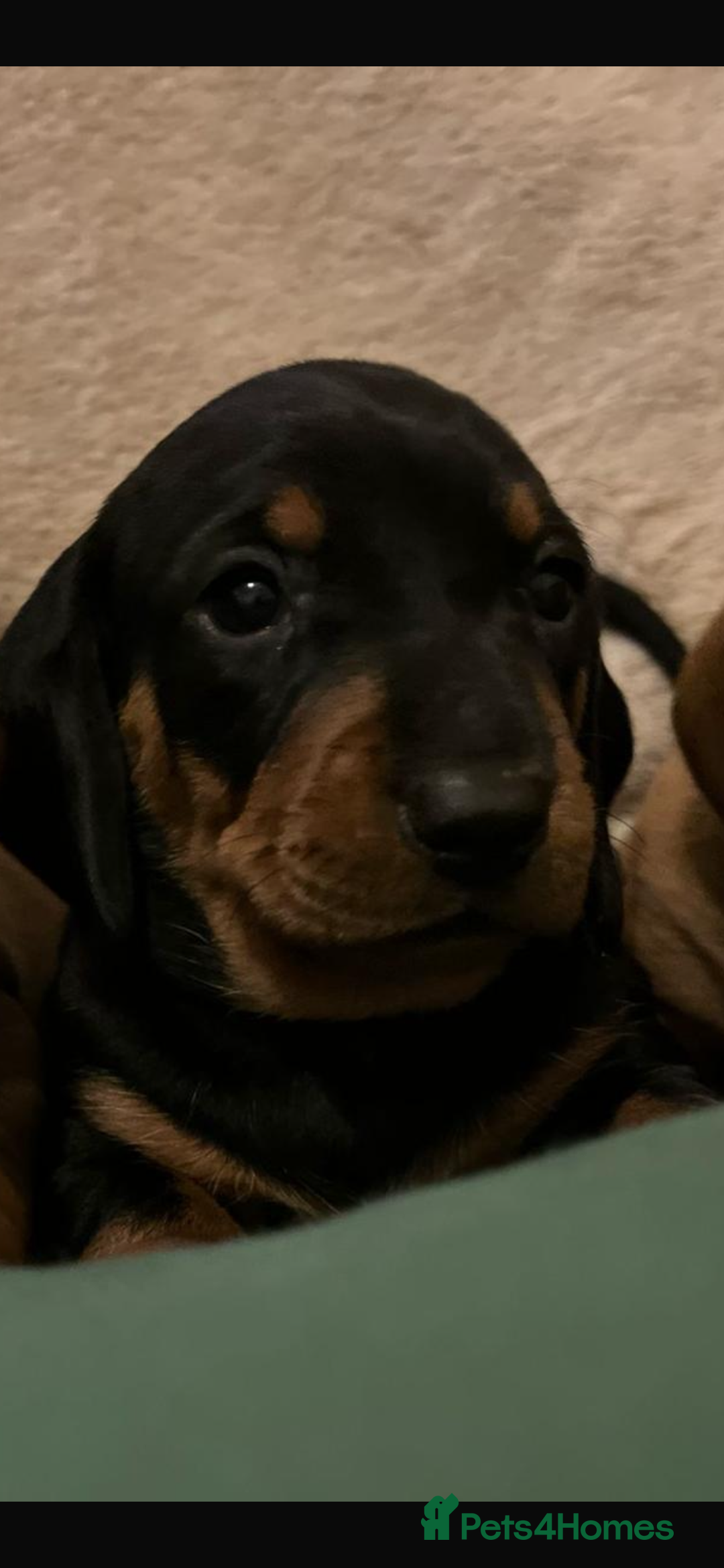 Dachshund dogs for sale: Lovely standard dachshund pups  - Advert 5