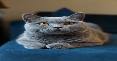 British Shorthair cats British shorthair blue boys - Advert 7