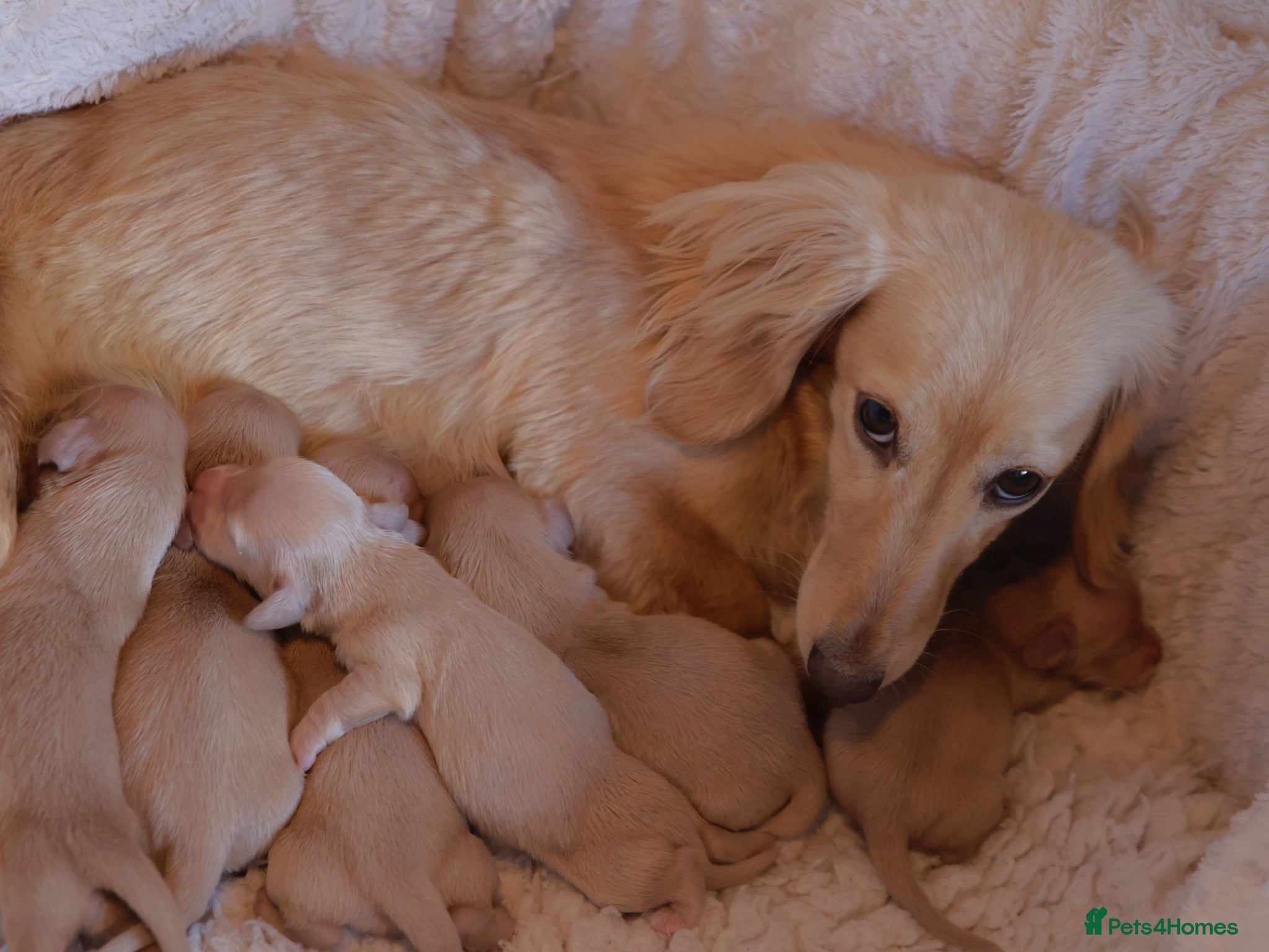 Miniature Dachshund dogs 5*Licensed+Cream+Long Hair+KC+VetChecked+PRAClear - Advert 2