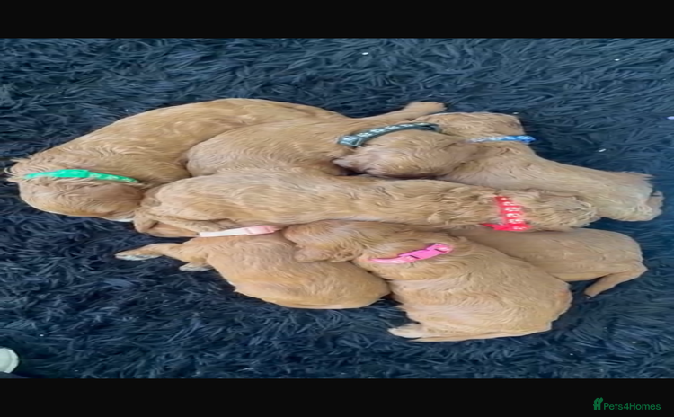 Cavapoo dogs - Advert 5