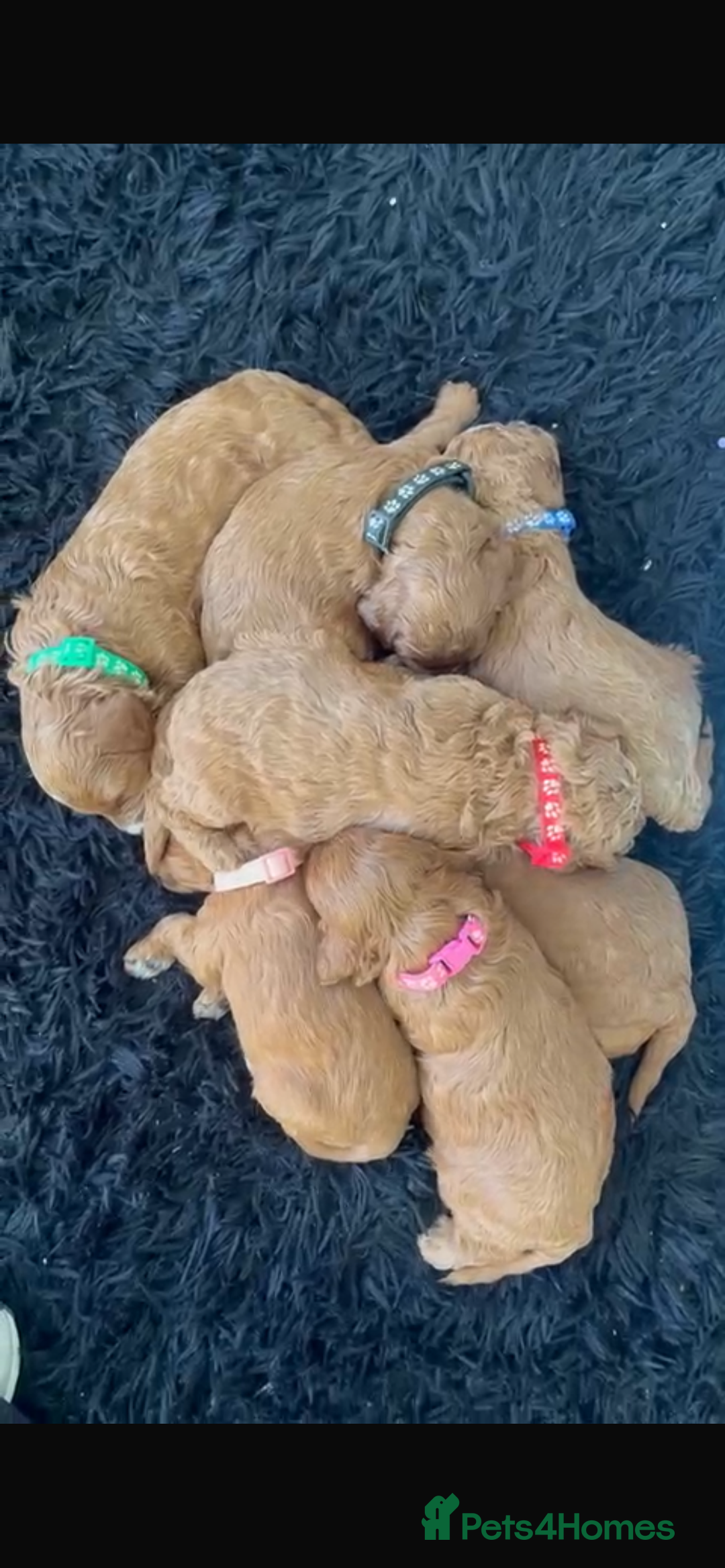 Cavapoo dogs for sale: 7 gorgeous F1b Cavapoo Puppies (4 girls & 3 boys)  - Image 3