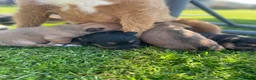 Patterjack dogs for sale: Patterjack puppies  - Advert 3