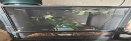 Stick Insects invertebrates for sale: Colony of Macleay's spectres - Advert 7