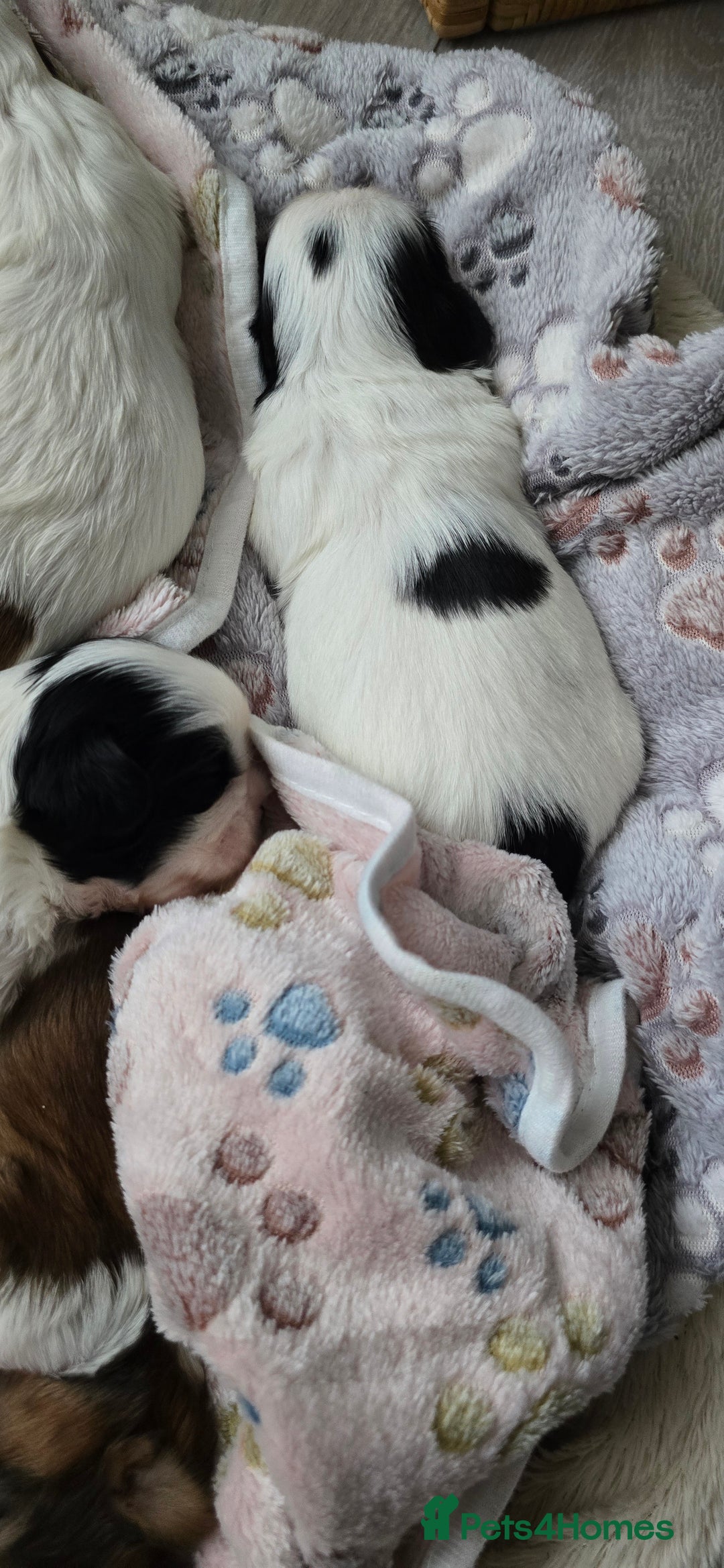 Shih Tzu dogs for sale: Puppies for reservation / sale  - Image 5