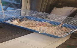 Mixed Breed rabbits for sale: House rabbit in need of re homing  - Image 4