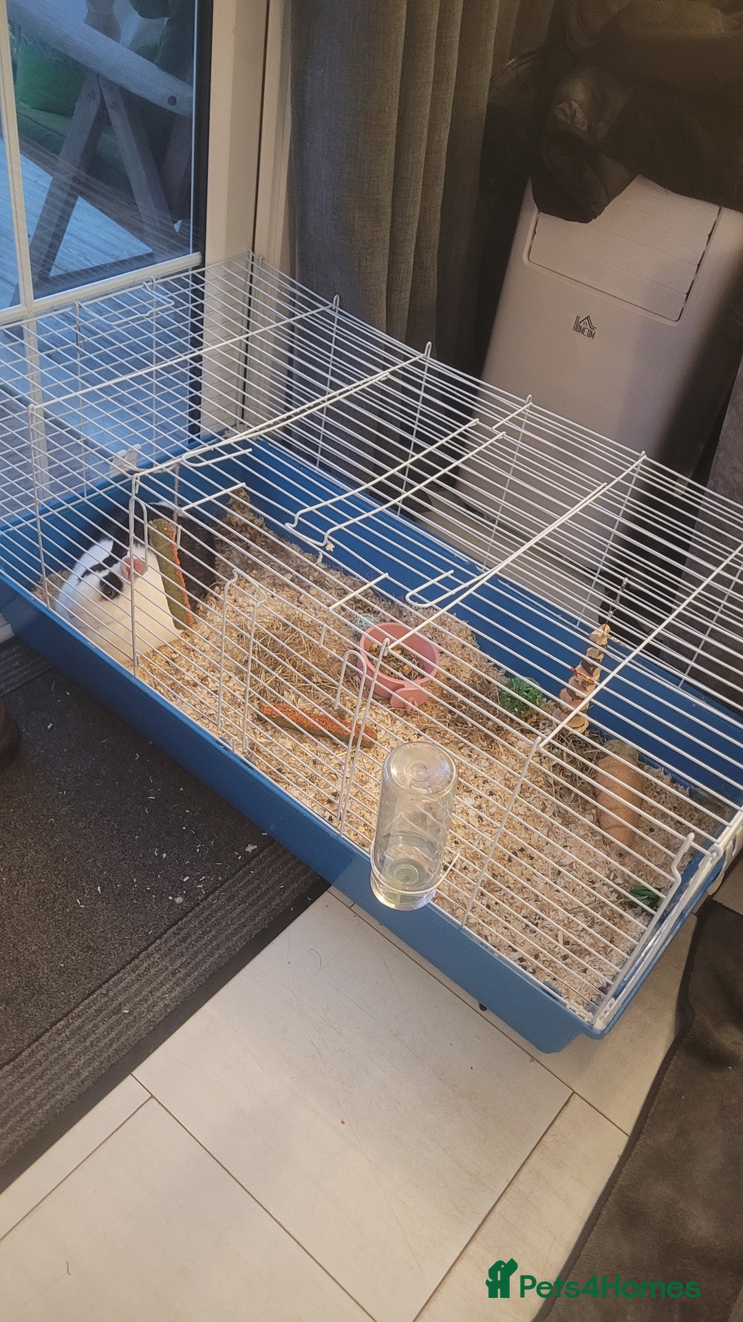 Mixed Breed rabbits for sale: House rabbit in need of re homing  - Image 4