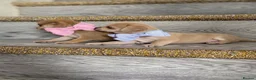 Chihuahua dogs for sale: Chihuahua puppies 1 boy💙 left  - Advert 12