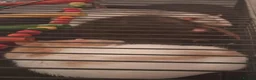 Rat rodents for sale: Rats and cage for sale in Redcar - Advert 3
