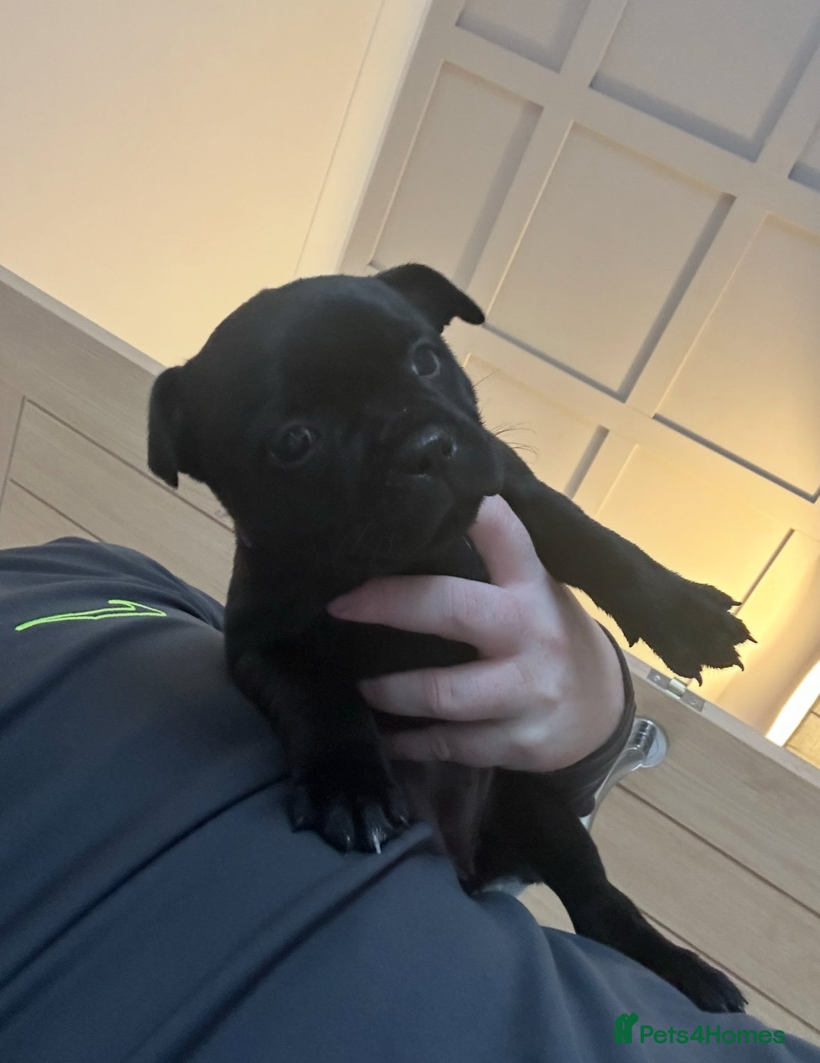 Staffordshire Bull Terrier dogs Pups -solid black - KC staffy pups traditional! - Advert 9