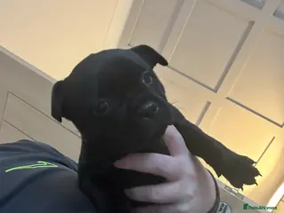 Staffordshire Bull Terrier dogs Pups -solid black - KC staffy pups traditional! - Advert 9