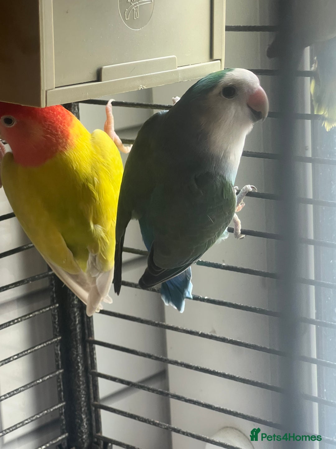 Lovebirds birds for sale: Beautiful lovebirds - Image 6