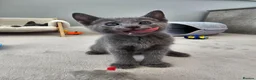 Russian Blue cats for sale: GCCF Registered Russian Blue Kittens in Tredegar - Advert 11
