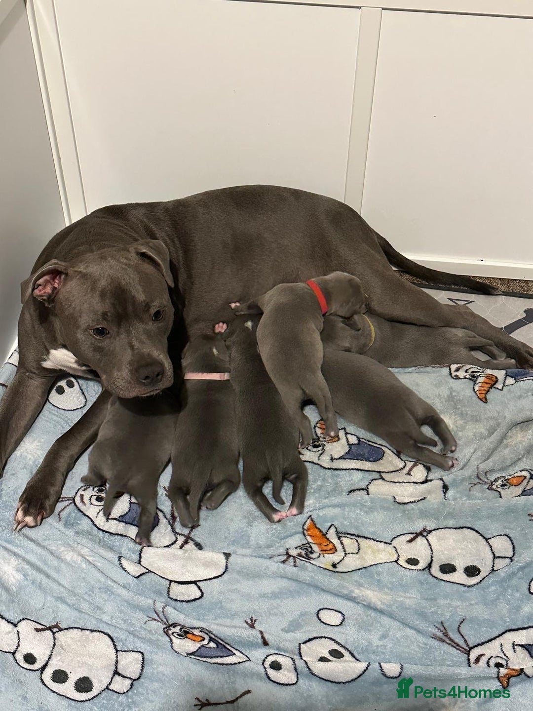 Staffordshire Bull Terrier dogs for sale: Stunning Blue Staffordshire Bull Terrier puppies  - Advert 7