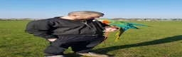 Macaws birds for sale: Harlequin macaw. Free flight trained - Advert 5