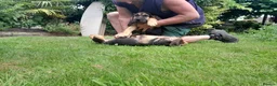 Bloodhound dogs for sale: Bloodhound Puppies - Advert 9