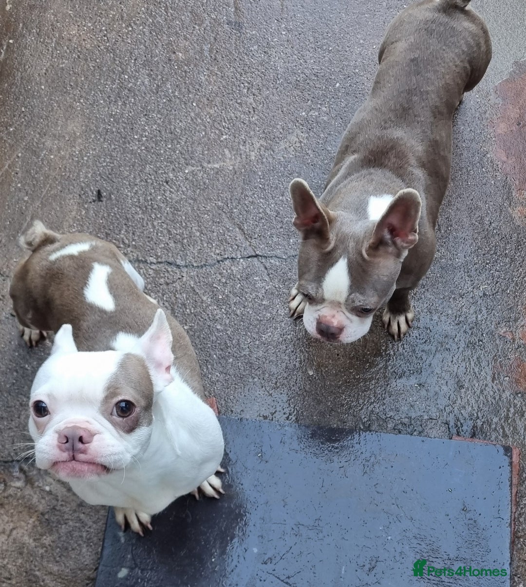 Boston Terrier dogs for sale: Retired Mommy Boston Terrier - Advert 2