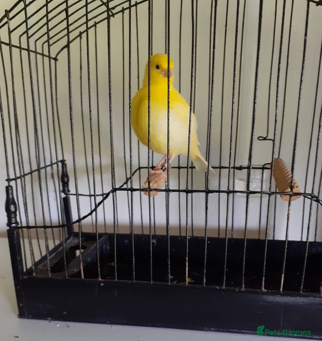 Canaries birds for sale: Canaries - Image 1