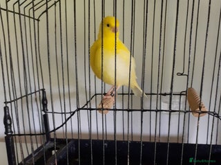 Canaries birds for sale - Advert 1