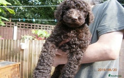 Labradoodle dogs for stud: PROVEN Healthy Labradoodle STUD - Hypoallergenic  - Image 20