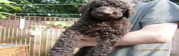 Labradoodle dogs for stud: PROVEN Healthy Labradoodle STUD - Hypoallergenic  - Advert 22