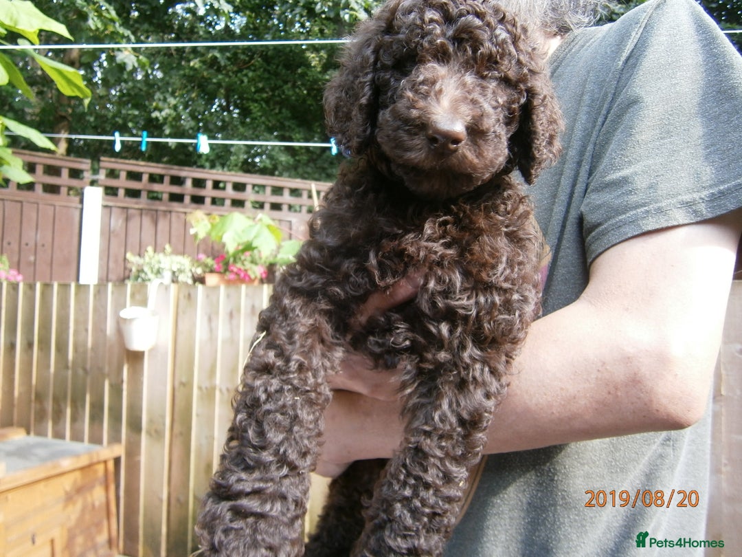Labradoodle dogs for stud: PROVEN Healthy Labradoodle STUD - Hypoallergenic  - Image 20